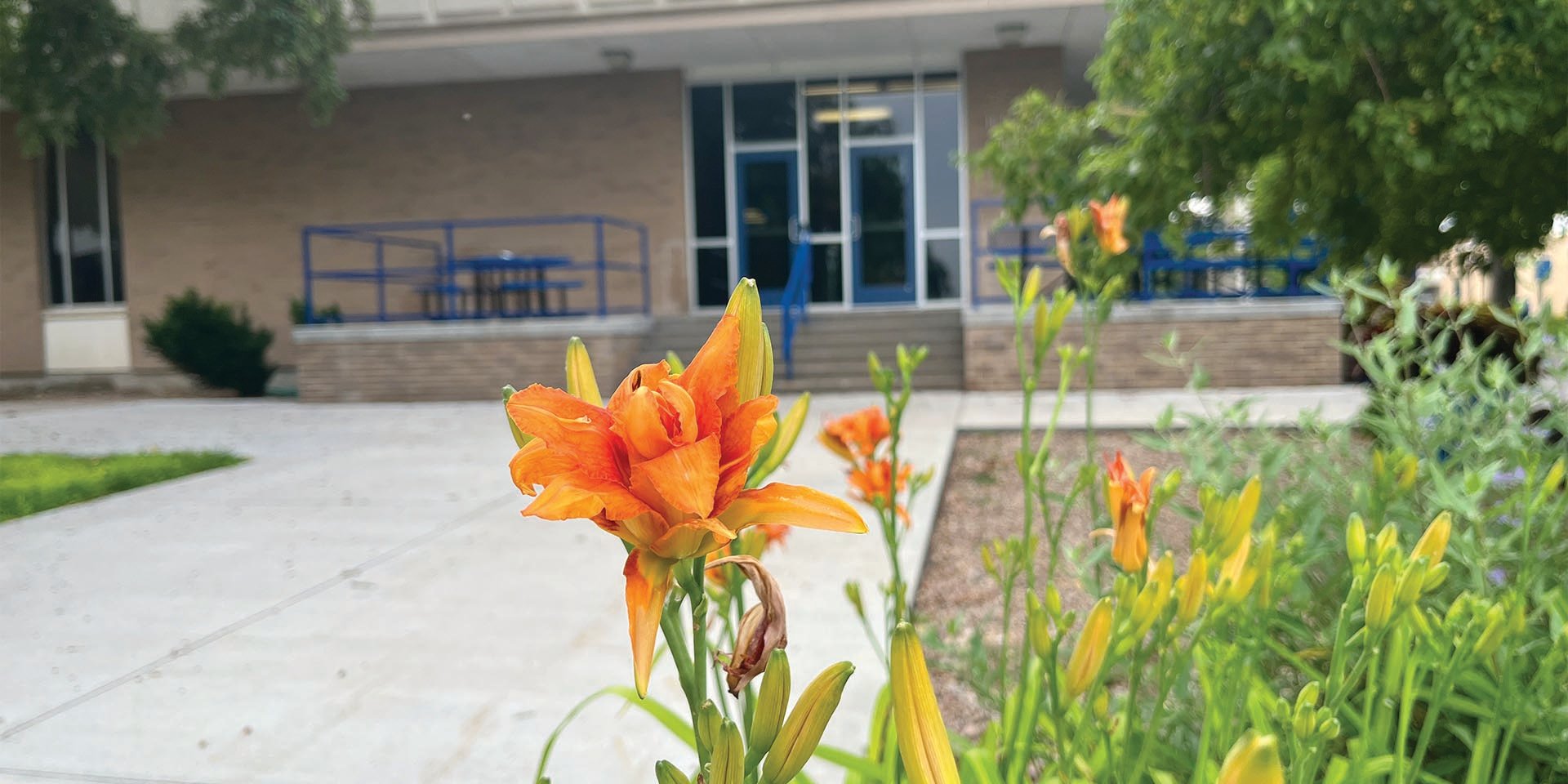 colby-college-library-flowers